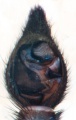 Pedipalpus