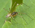 Tenuiphantes-tenuis Weimar-5034 14-08 03-male.jpg