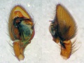 Agroeca-brunnea-Pedipalpus2.jpg