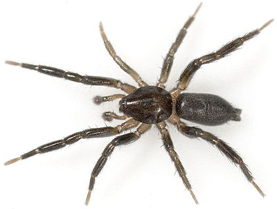 Exiguus ReinstGrund 08-05 02.jpg