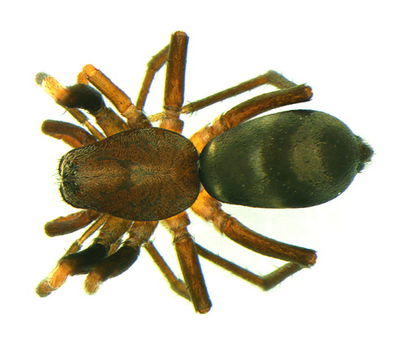 Micaria silesiaca m do 3,29mm Sandsteppe Bodenfalle ReserveDeSclaigneaux FR 19Mai12 POger.jpg