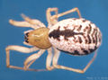 dorsal