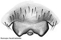 Epigyne