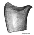 Tibialapophyse