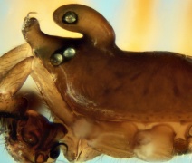 Walckenaeria dalmasi