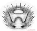 Epigyne