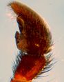 Pedipalpus