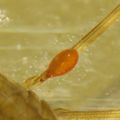 Heteromorphe parasitische Larve einer Hydrachna sp Wassermilbe auf einem Insekt.
