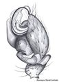 Pedipalpus