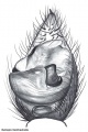 Pedipalpus