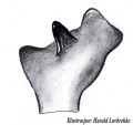 Tibialapophyse
