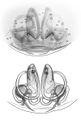 Epigyne (oben) und Vulva (unten)