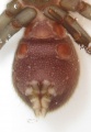 Spinnwarzen, ventral