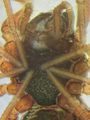 Sternum von ventral Durchmessser des Coxa Ⅳ deutlich kleiner als der Abstand zwischen ihnen