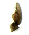 Pedipalpus