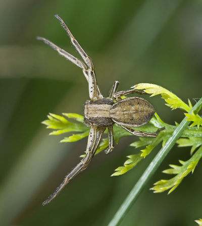 Xysticus-striatipes Oranienburg-3245 10-09 03.jpg
