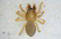 dorsal