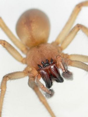 Cheiracanthium viriscens m.jpg