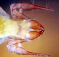 Pedipalpen und Chelizeren von Chthonius heterodactylus