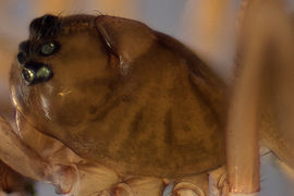 Notioscopus sarcinatus