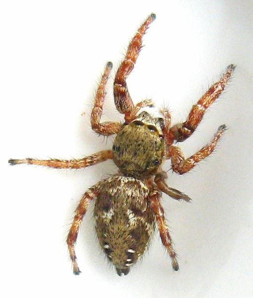 Datei:Dendryphantes rudis 02.10.2010 Lockto.JPG