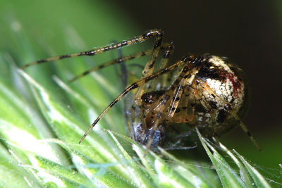 Platnickina tincta f.JPG