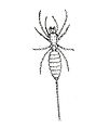 Eukoenenia spelaea vagvoelgyii