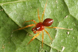 Gonatium rubellum, Fam. Linyphiidae