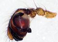 Pedipalpus lateral