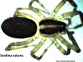Habitus (Präparat)