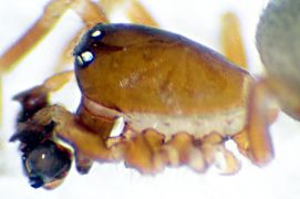 Tapinocyba insecta