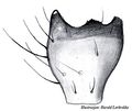 Tibialapophyse von oben