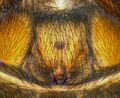 Epigyne