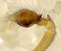 linker Pedipalpus