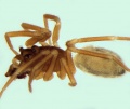 Walckenaeria dalmasi male 20140329181719-94985b6f-me.jpg