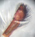 Pedipalpus