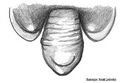 Epigyne
