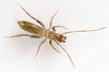 Stenochrus-cf-portoricensis Bot-Garten-Jena 12-02 03.jpg