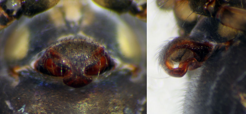 Datei:Tapinopa-longidens-Epigyne Col.jpg