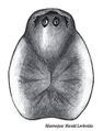 Prosoma