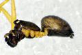 lateral