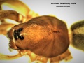 Prosoma