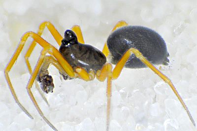 Entelecara acuminata lateral-800.jpg