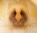 Epigyne