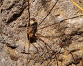 Leiobunum rupestre female A3315 PF2194.JPG