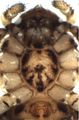 Sternum