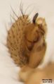 Palliduphantes alutacius male prolateral Vitosha.jpg