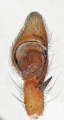 Pedipalpus