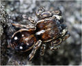 dorsal
