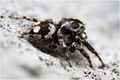 lateral